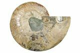 Cut & Polished Ammonite Fossil (Half) - Madagascar #296410-1